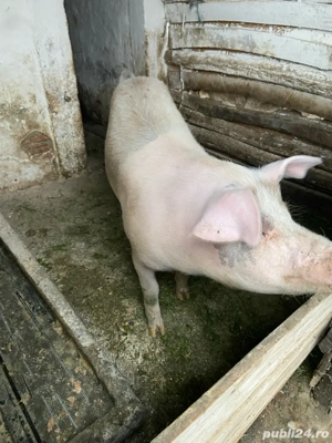 purcea disponibila  - imagine 3 purcea disponibila  - imagine 3