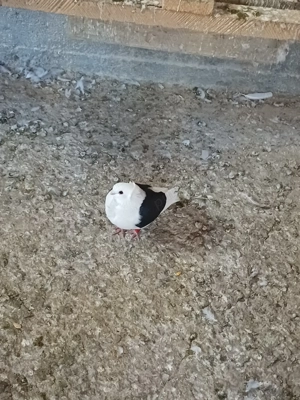 Vând porumbei, Pescăruș German  - imagine 3 Vând porumbei, Pescăruș German  - imagine 3