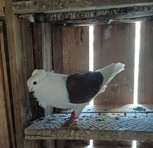 Vând porumbei, Pescăruș German  - imagine 2 Vând porumbei, Pescăruș German  - imagine 2