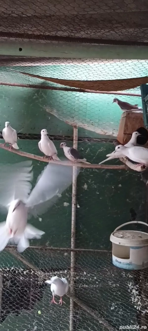 vând schimb turturele răzătoare  - imagine 2 vând schimb turturele răzătoare  - imagine 2