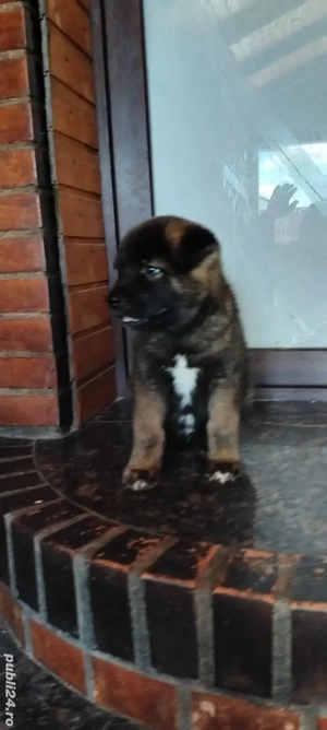 vand catei akita inu - imagine 2