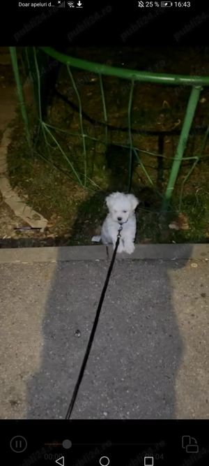 Bichon Maltez Mini Toy - imagine 2