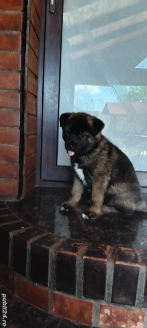 vand catei akita inu - imagine 4