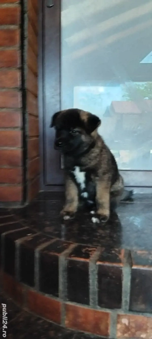 vand catei akita inu - imagine 3