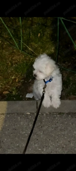 Bichon Maltez Mini Toy - imagine 4