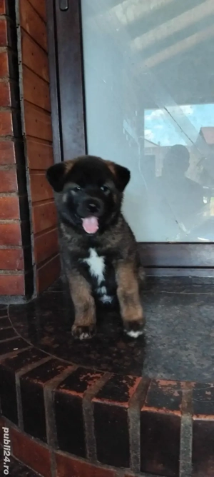 vand catei akita inu - imagine 5