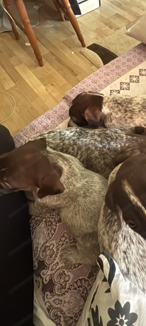 Căței de vanzare - imagine 2 Căței de vanzare - imagine 2