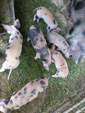 Purceii     - imagine 2