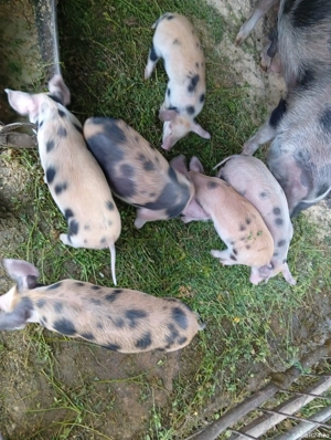 Purceii     - imagine 3