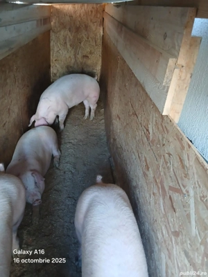 Vând porci de fermă casă