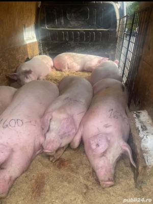 Vând porci de fermă casă - imagine 3 Vând porci de fermă casă - imagine 3