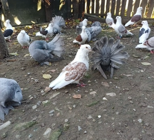 Vând porumbei, Pescăruș German  - imagine 4 Vând porumbei, Pescăruș German  - imagine 4