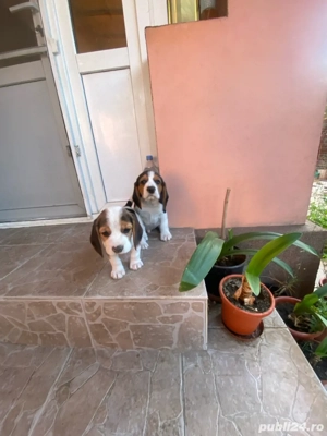 Vand 2 catei masculi rasa beagle  - imagine 7 Vand 2 catei masculi rasa beagle  - imagine 7