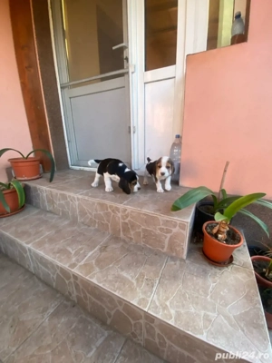Vand 2 catei masculi rasa beagle  - imagine 6 Vand 2 catei masculi rasa beagle  - imagine 6