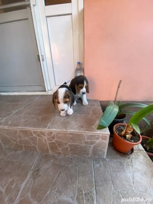 Vand 2 catei masculi rasa beagle  - imagine 9 Vand 2 catei masculi rasa beagle  - imagine 9