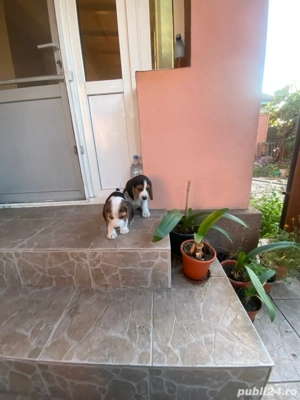 Vand 2 catei masculi rasa beagle  - imagine 10 Vand 2 catei masculi rasa beagle  - imagine 10