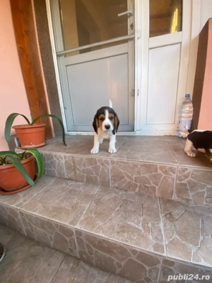 Vand 2 catei masculi rasa beagle  - imagine 8 Vand 2 catei masculi rasa beagle  - imagine 8