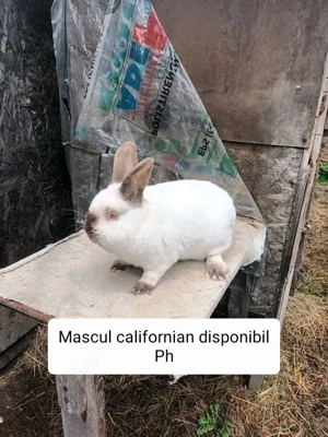 Iepuri rasa californian
