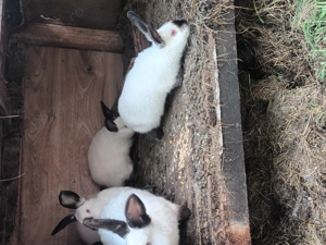 Iepuri rasa californian - imagine 5