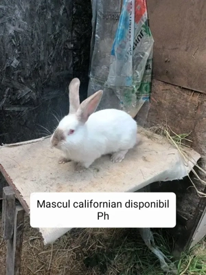 Iepuri rasa californian - imagine 4