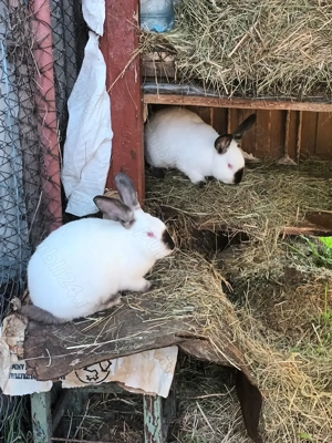 Iepuri rasa californian - imagine 2