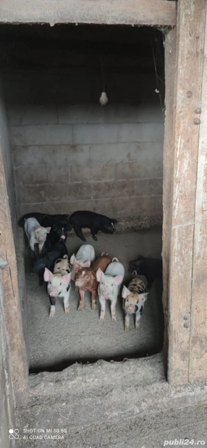 Purcei de vânzare  - imagine 2
