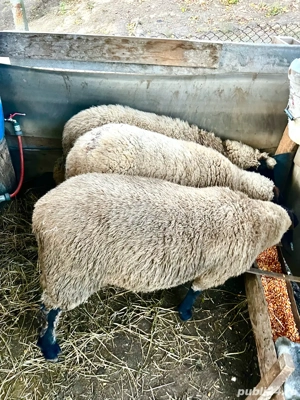 vand miei suffolk - imagine 2