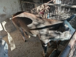 Vand porci pentru sacrificat 17 lei kg! - imagine 4 Vand porci pentru sacrificat 17 lei kg! - imagine 4