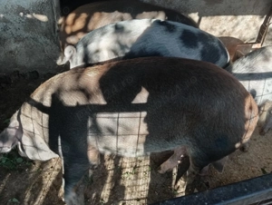 Vand porci pentru sacrificat 17 lei kg! - imagine 2 Vand porci pentru sacrificat 17 lei kg! - imagine 2