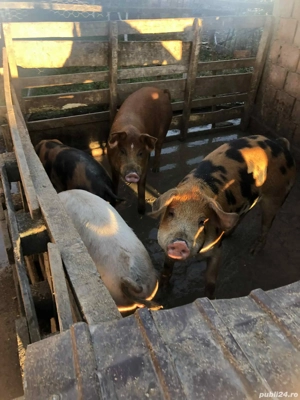 vand porci  - imagine 2