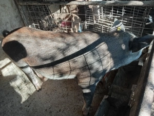 Vand porci pentru sacrificat 17 lei kg! - imagine 3 Vand porci pentru sacrificat 17 lei kg! - imagine 3