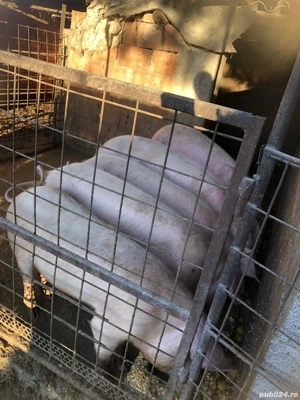 vand porci  - imagine 2