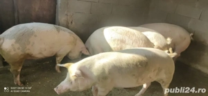 Porci de vânzare 