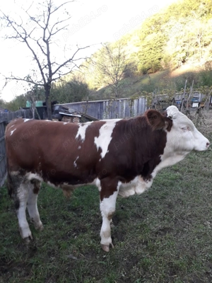 Vind tauraş rasă balțată romănească - imagine 2