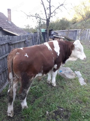 Vind tauraş rasă balțată romănească