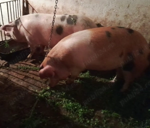 Porci pt sacrificat!