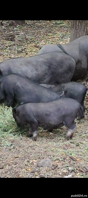 Vitnamezi   Purcei   Scroafe Gestante   - imagine 3