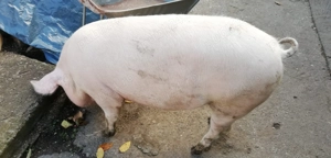 Porc viu de vanzare femela - imagine 2