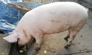 Porc viu de vanzare femela - imagine 3