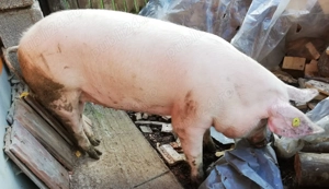 Porc viu de vanzare femela