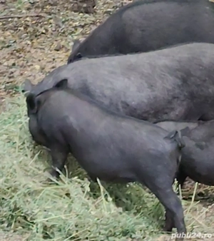 Vitnamezi   Purcei   Scroafe Gestante   - imagine 4