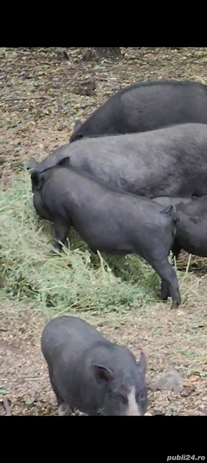 Vitnamezi   Purcei   Scroafe Gestante   - imagine 5