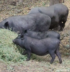 Vitnamezi   Purcei   Scroafe Gestante  