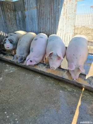 Vând Pietran - imagine 4