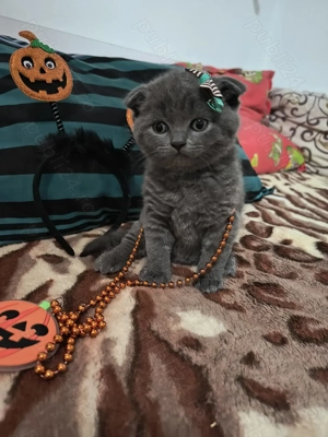 Trei motani și o fetiță scottish fold