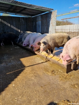 Vând Pietran - imagine 2