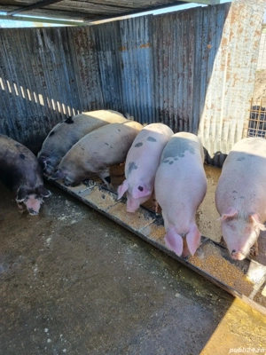 Vând Pietran - imagine 3