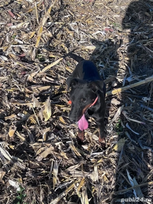 Femela jagdterrier si mascul airedale terrier - imagine 2 Femela jagdterrier si mascul airedale terrier - imagine 2