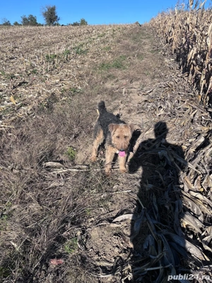 Femela jagdterrier si mascul airedale terrier - imagine 3 Femela jagdterrier si mascul airedale terrier - imagine 3