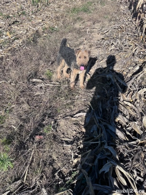 Femela jagdterrier si mascul airedale terrier - imagine 4 Femela jagdterrier si mascul airedale terrier - imagine 4